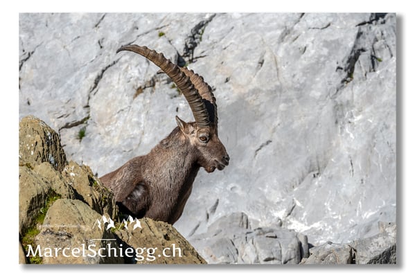 Steinbock/Alpstein Art.-Nr. MS5-9740