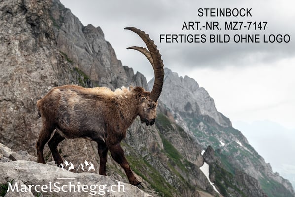 Marcel Schiegg, Alpensteinbock, Steinbock, Steinböcke