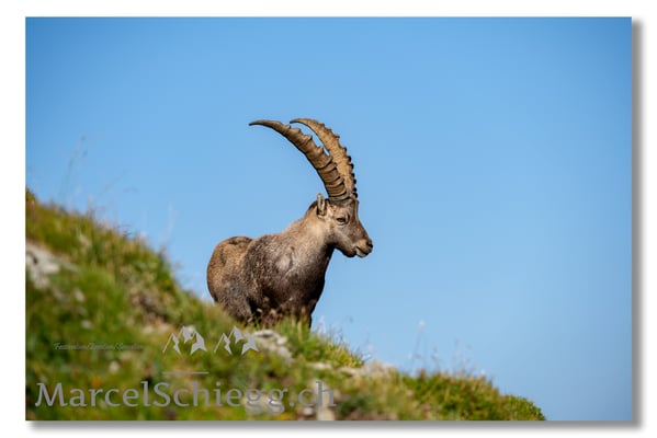 Steinbock/Alpstein Art.-Nr. MZ7-2048