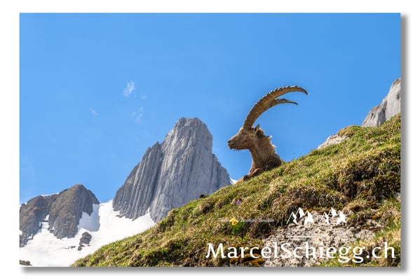 Steinbock/Alpstein Art.-Nr. MZ7-2023/22