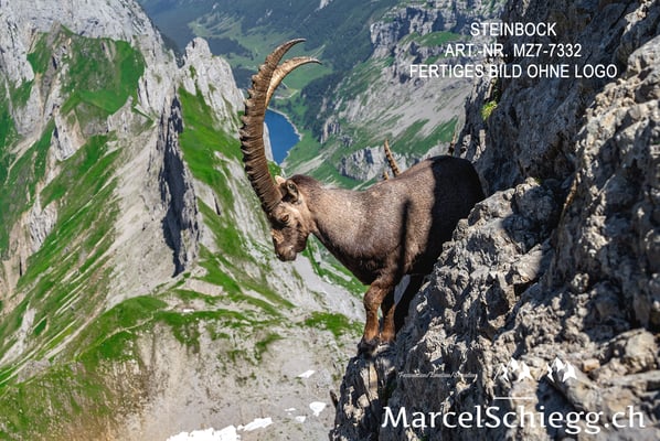 Marcel Schiegg, Alpensteinbock, Steinbock, Steinböcke