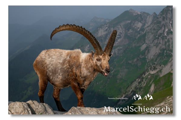 Marcel Schiegg, Marcel Schiegg Fotografie, Alpensteinbock, Steinbock, Wildtiere, Alpstein