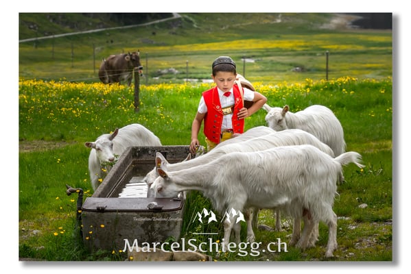 Marcel Schiegg Fotografie, Sämtis, Alpstein, Tradition, Brauchtum, Alpfahrt, Oeberefahre, Appenzell, Ziegen, Gässbueb, Ziegenbub