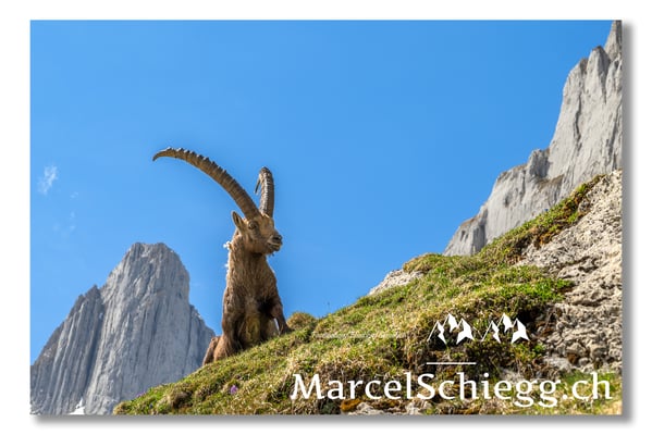 Marcel Schiegg, Marcel Schiegg Fotografie, Alpensteinbock, Steinbock, Wildtiere