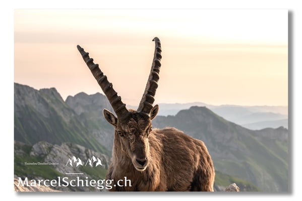 Steinbock/Alpstein Art.-Nr. MZ7-3158/22