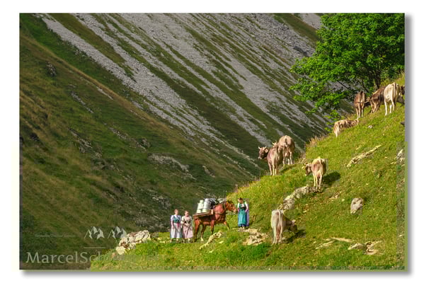 Marcel Schiegg Fotografie, Tradition, Brauchtum, Alpfahrt, Oeberefahre, Appenzell, Appenzellerland, Öberefahre, Alpstein