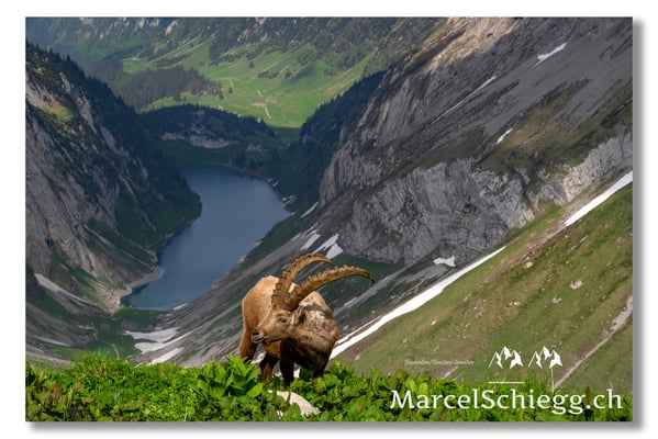 Marcel Schiegg, Marcel Schiegg Fotografie, Alpensteinbock, Steinbock, Wildtiere