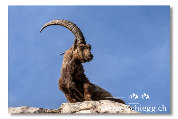 Marcel Schiegg, Marcel Schiegg Fotografie, Alpensteinbock, Steinbock, Wildtiere, Alpstein
