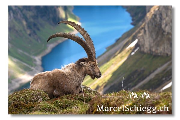 Marcel Schiegg, Marcel Schiegg Fotografie, Alpensteinbock, Steinbock, Wildtiere, Alpstein