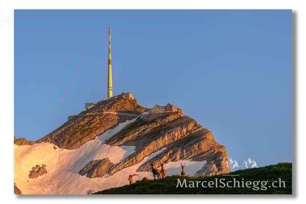 Marcel Schiegg Fotografie, Marcel Schiegg, Säntis, Alter Säntis, Alpensteinbock, Steinbock, Alpstein