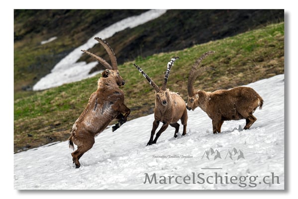 Steinbock/Alpstein Art.-Nr. MZ8-2637/25