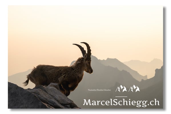 Marcel Schiegg, Marcel Schiegg Fotografie, Alpensteinbock, Steinbock, Wildtiere, Alpstein