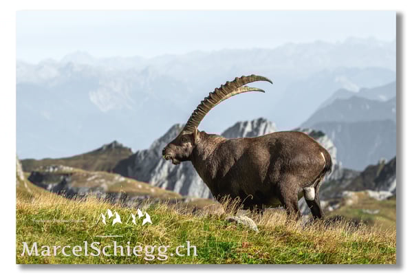 Marcel Schiegg, Marcel Schiegg Fotografie, Alpensteinbock, Steinbock, Wildtiere