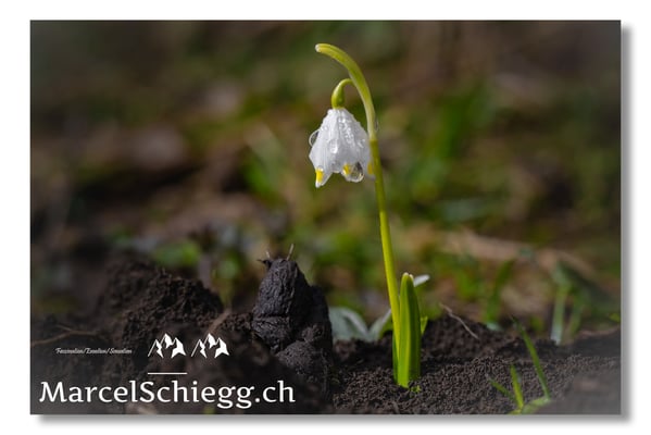 Blumen und Pflanzen Art.-Nr. MS8-0455-25-Märzenbecher (Schneeglöckchen) Leucojum Vernum
