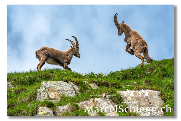 Steinbock/Alpstein Art.-Nr. MS5-9088