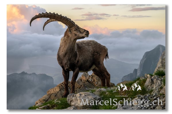 Marcel Schiegg, Marcel Schiegg Fotografie, Berggasthaus Rotsteinpass, Alpensteinbock, Steinbock, Alpstein