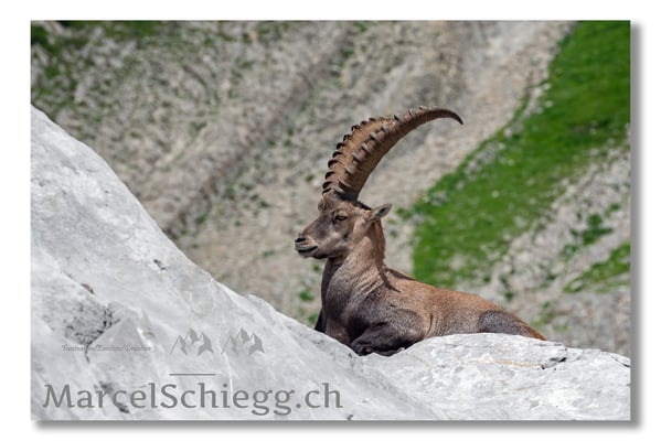 Steinbock/Alpstein Art.-Nr. MS5-3914