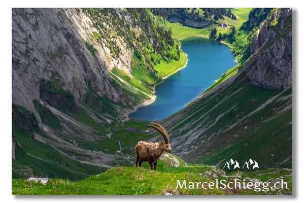 Marcel Schiegg, Marcel Schiegg Fotografie, Alpensteinbock, Steinbock, Wildtiere