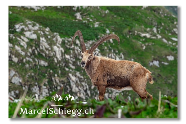 Steinbock/Alpstein Art.-Nr. MS5-2440/21