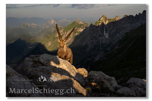 Marcel Schiegg, Marcel Schiegg Fotografie, Berggasthaus Rotsteinpass, Alpensteinbock, Steinbock, Alpstein
