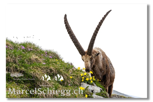 Steinbock/Alpstein Art.-Nr. MS5-3126