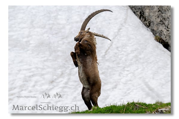 Steinbock/Alpstein Art.-Nr. MZ8-2488/25