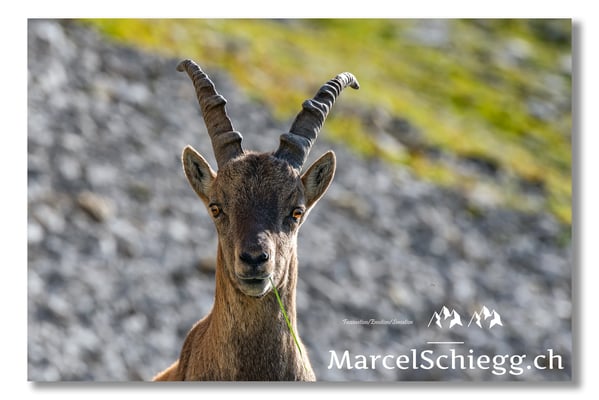 Steinbock/Alpstein Art.-Nr. MS5-3976/21