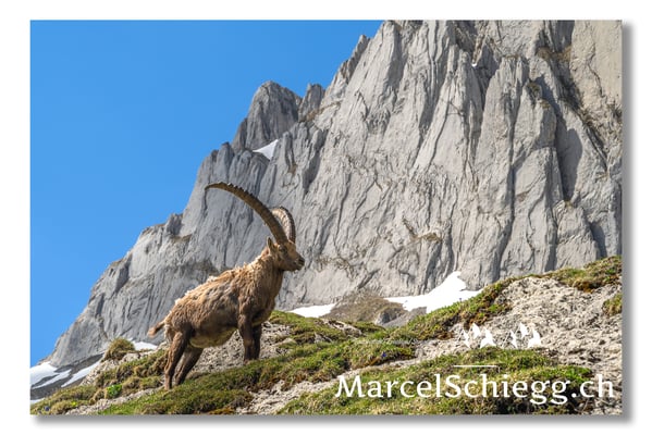 Steinbock/Alpstein Art.-Nr. MZ7-2037/22