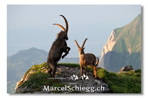 Steinbock/Alpstein Art.-Nr. MZ8-5117/25