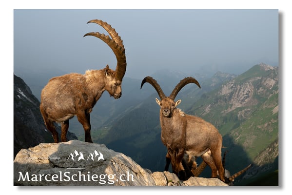 Marcel Schiegg, Marcel Schiegg Fotografie, Alpensteinbock, Steinbock, Wildtiere, Alpstein