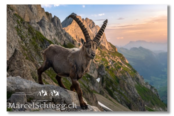 Marcel Schiegg, Marcel Schiegg Fotografie, Berggasthaus Rotsteinpass, Alpensteinbock, Steinbock, Alpstein