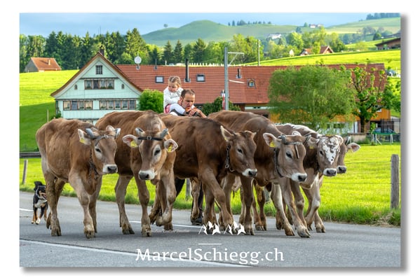 Marcel Schiegg Fotografie, Tradition, Brauchtum, Alpfahrt, Oeberefahre, Appenzell, Appenzellerland