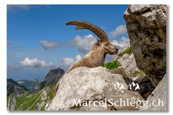 Steinbock/Alpstein Art.-Nr. MZ7-8618