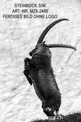 Marcel Schiegg, Alpensteinbock, Steinbock, Steinböcke