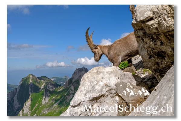 Steinbock/Alpstein Art.-Nr. MZ7-8586