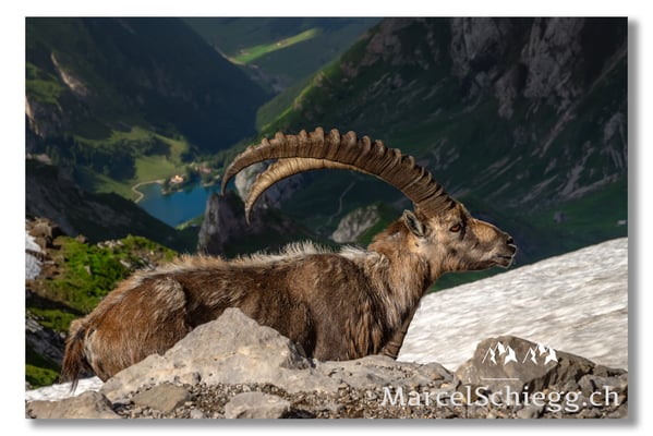 Marcel Schiegg, Marcel Schiegg Fotografie, Berggasthaus Rotsteinpass, Alpensteinbock, Steinbock, Alpstein