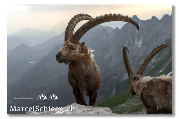 Marcel Schiegg, Marcel Schiegg Fotografie, Alpensteinbock, Steinbock, Wildtiere, Toggenburg