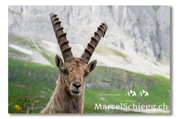 Steinbock/Alpstein Art.-Nr. MS5-4206