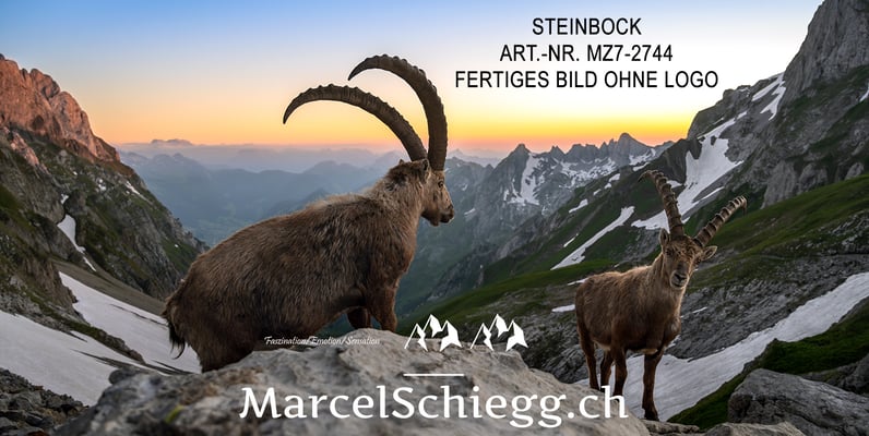 Marcel Schiegg, Alpensteinbock, Steinbock bei Sonnenuntergang, Steinböcke