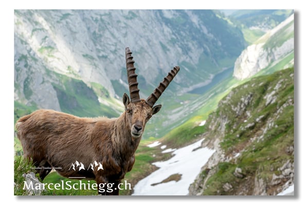 Steinbock/Alpstein Art.-Nr. MS5-4214