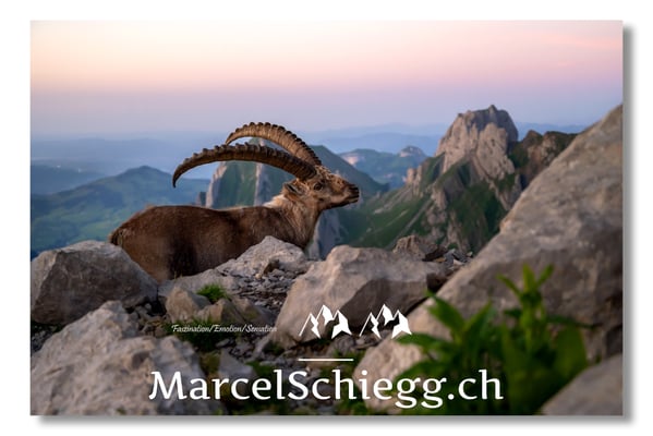 Marcel Schiegg, Marcel Schiegg Fotografie, Alpensteinbock, Steinbock, Wildtiere, Alpstein