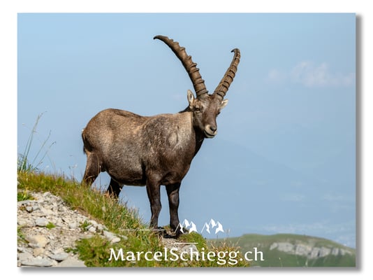 Steinbock/Alpstein Art.-Nr. 24MZ7-2054