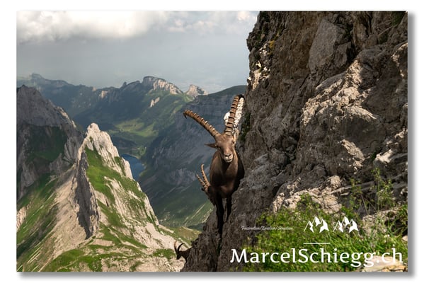 Marcel Schiegg, Marcel Schiegg Fotografie, Alpensteinbock, Steinbock, Wildtiere