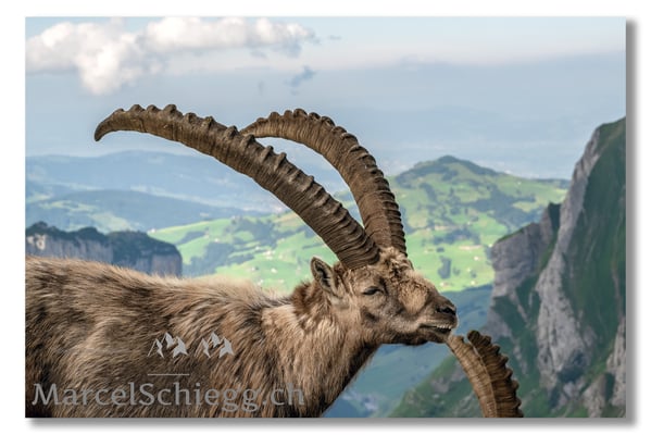 Steinbock/Alpstein Art.-Nr. MZ7-8813