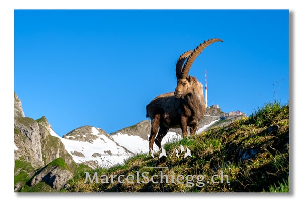 Steinbock/Alpstein Art.-Nr. MZ7-2899
