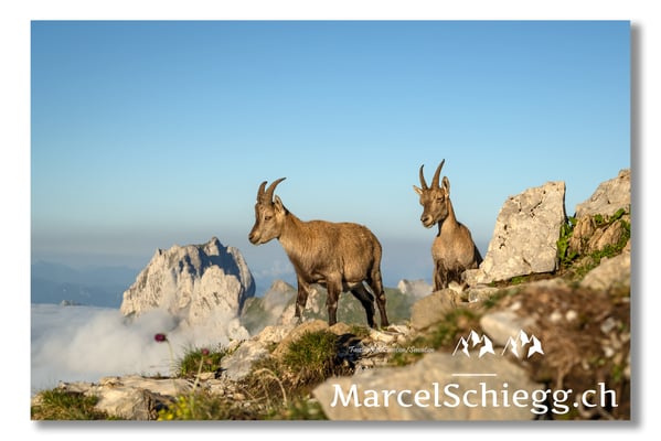 Steingeiss/Alpstein Art.-Nr. MZ7-0436/21