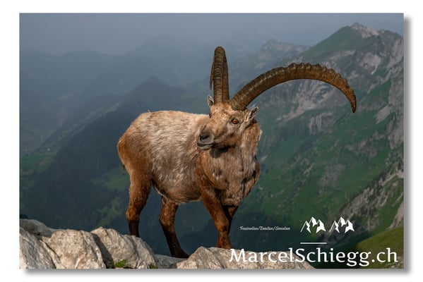 Marcel Schiegg, Marcel Schiegg Fotografie, Alpensteinbock, Steinbock, Wildtiere, Alpstein
