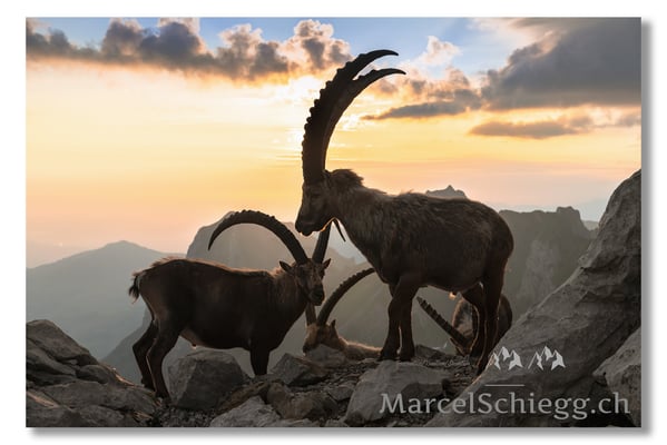 Marcel Schiegg, Marcel Schiegg Fotografie, Alpensteinbock, Steinbock, Wildtiere