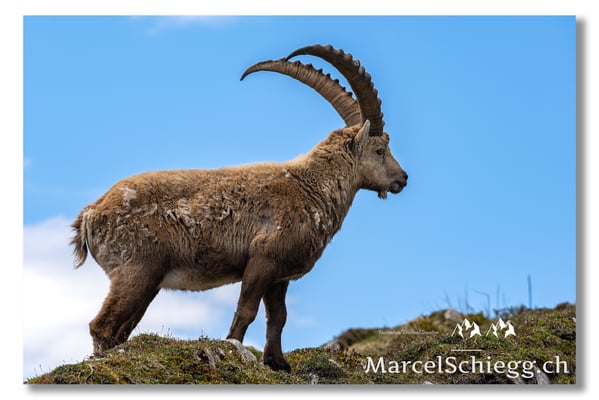 Marcel Schiegg, Marcel Schiegg Fotografie, Alpensteinbock, Steinbock, Wildtiere