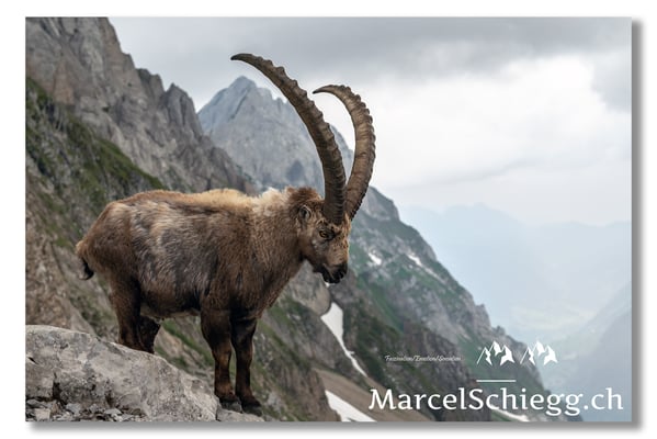 Marcel Schiegg, Marcel Schiegg Fotografie, Berggasthaus Rotsteinpass, Alpensteinbock, Steinbock, Alpstein